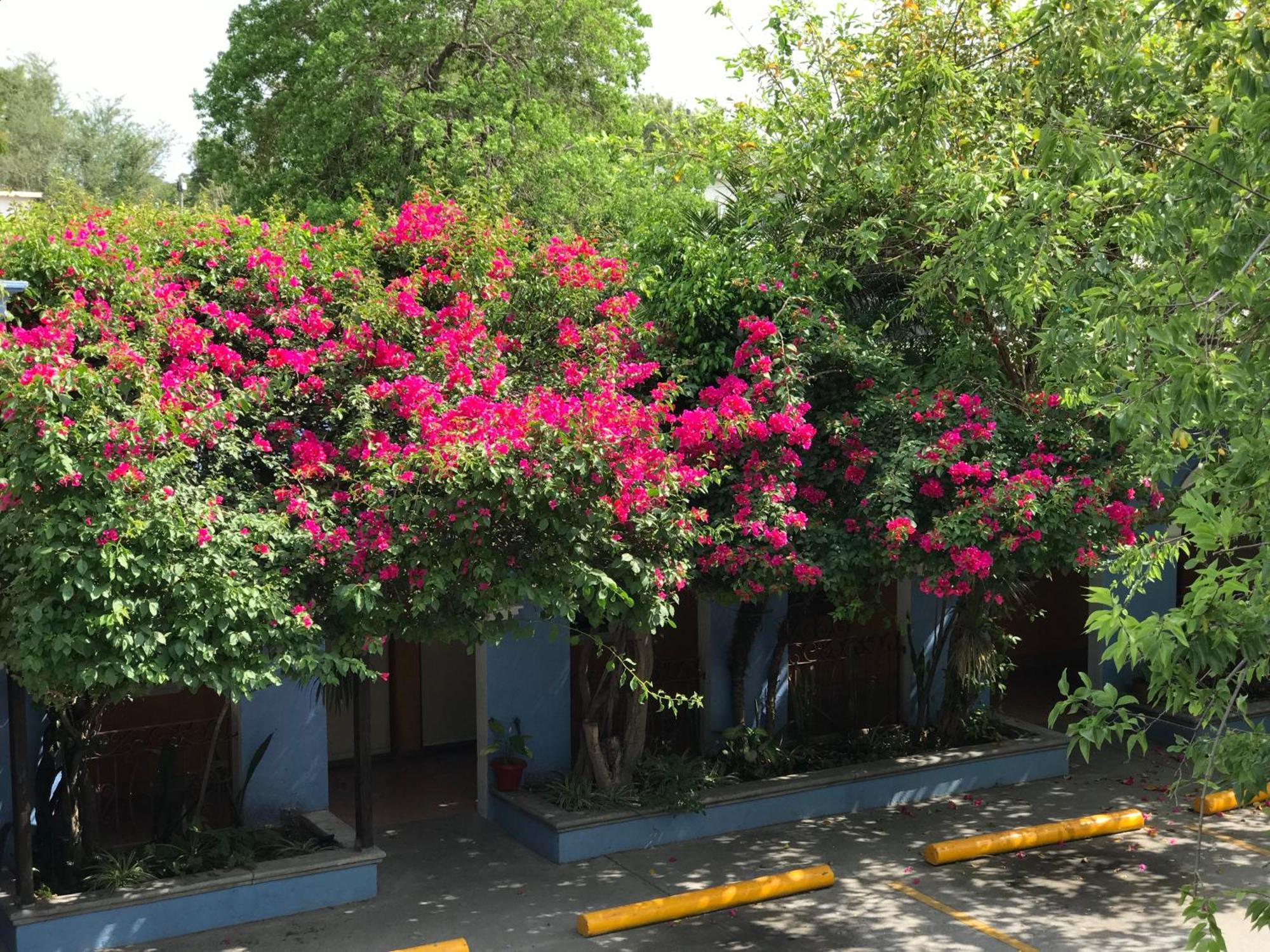 Hotel Hacienda Del Viejo 马塔莫罗斯 外观 照片